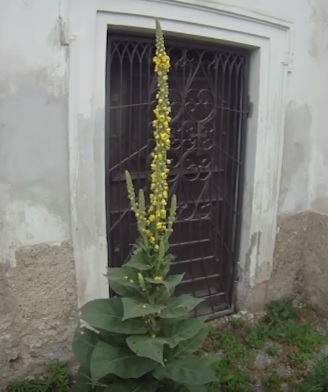 Sirup ze sušené divizny je vhodný při chronickém kašli.