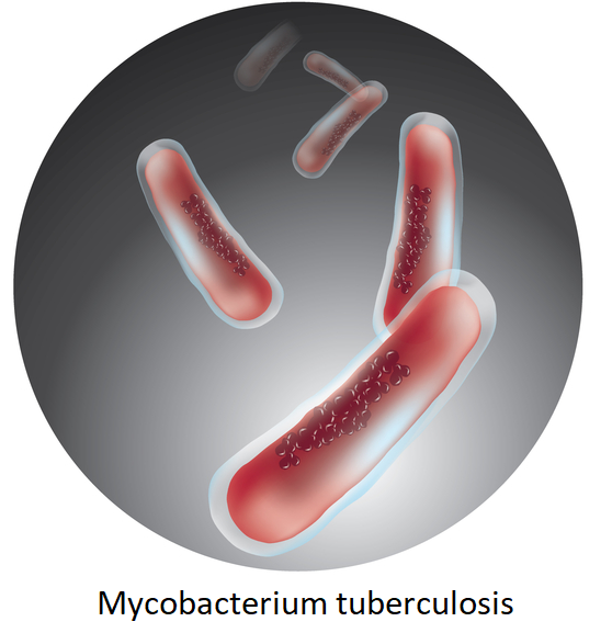 Mycobacterium tuberculosis - ilustrace