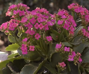 kalanchoe