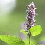 Esenciální olej Máta korejská / Agastache svraskalá (Agastache rugosa) – účinky, vlastnosti, kontraindikace