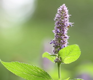 Agastache rugosa