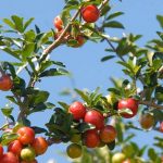 Acerola (tropická třešeň) a zdraví – na co je dobrá a co obsahuje?