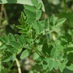 Kozinec blanitý (Astragalus) a jeho léčivé účinky – na co je dobrý?