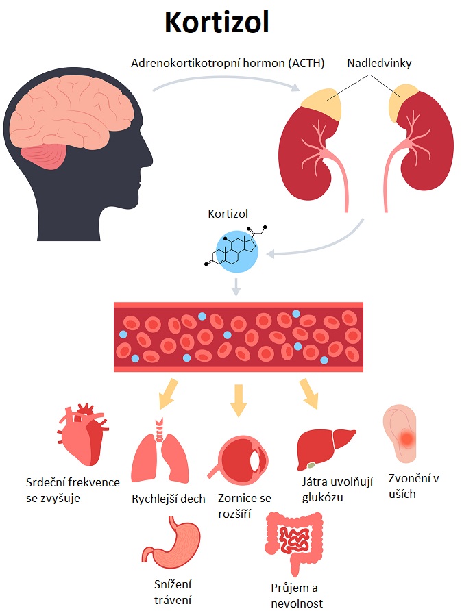 Kortizol je stresový hormon, který je produkován v nadledvinách (malých žlázách nacházejících se nad ledvinami) a hraje klíčovou roli v těle v reakci na stres.
