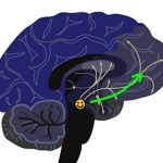 Dopamin v mozku – na co je a jak zvýšit jeho hladinu?