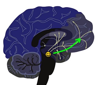 Dopamin v mozku - na co je a jak zvýšit jeho hladinu?
