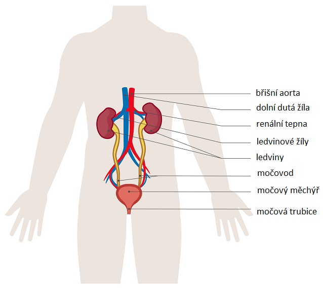močová soustava - ilustrace