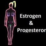 Estrogen a progesteron – jakou funkci mají ženské pohlavní hormony?