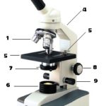 Mikroskopie a druhy mikroskopů – jaké má mikroskop části?