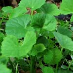 Gotu kola (Pupečník asijský, Centella Asiatica) a zdraví – na co tuto bylinku použít?