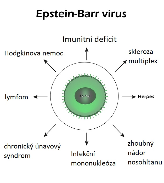 Virus Epstein-Barrové (ebv virus) - ilustrace