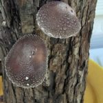 Houba shiitake (šitake) a zdraví – jaké má účinky?