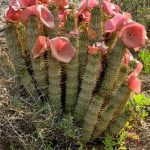 Hoodia gordonii (P57) a zdraví – může pomoci v hubnutí?