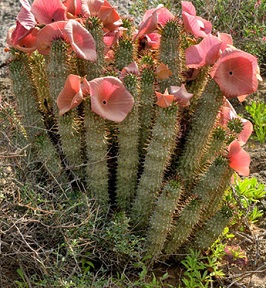 Funguje Hoodia gordonii při hubnutí?