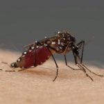 Domácí recepty, jak urychlit hojení po komářím štípnutí