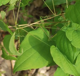 Smldinec chlupatý (Dioscorea villosa)