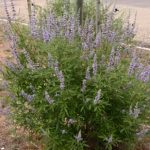 Drmek obecný (Vitex agnus castus) a zdraví – jaké má účinky?