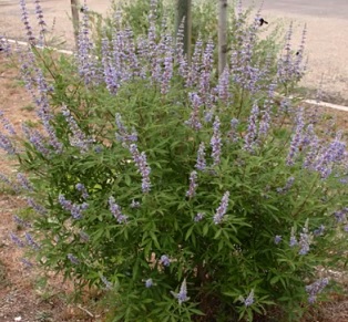 Drmek obecný (Vitex agnus castus) a zdraví