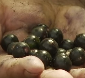 Acai Berry a hubnutí - jde to? Jak je to ve skutečnosti?