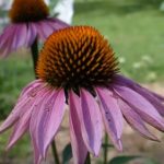 Echinacea (Třapatka nachová) a těhotenství – ano nebo ne?