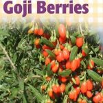 Goji (kustovnice čínská) a vysoký tlak – funguje?