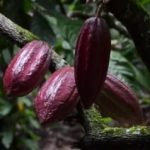 RAW kakaové boby jako superpotravina