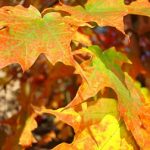 Zdraví na podzim – jak být zdraví i v tomto sychravém období?