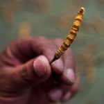 Cordyceps neboli Housenice čínská – čínská houba, která vám vrátí energii