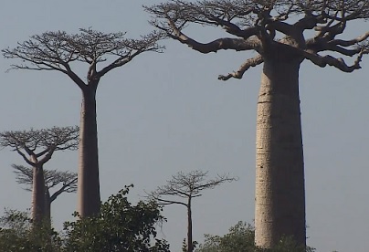 Takto vypadá baobab (strom)