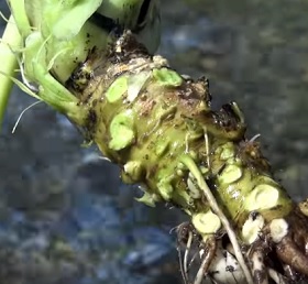 A takto vypadá kořen wasabi.