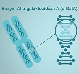 Základem je nedostatek enzymu alfa-galaktozidázy A (a-GalA).