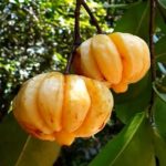 Garcinie kambodžská (Garcinia cambogia) a hubnutí – funguje nebo ne?