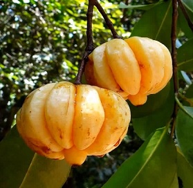 Garcinie kambodžská (Garcinia cambogia)