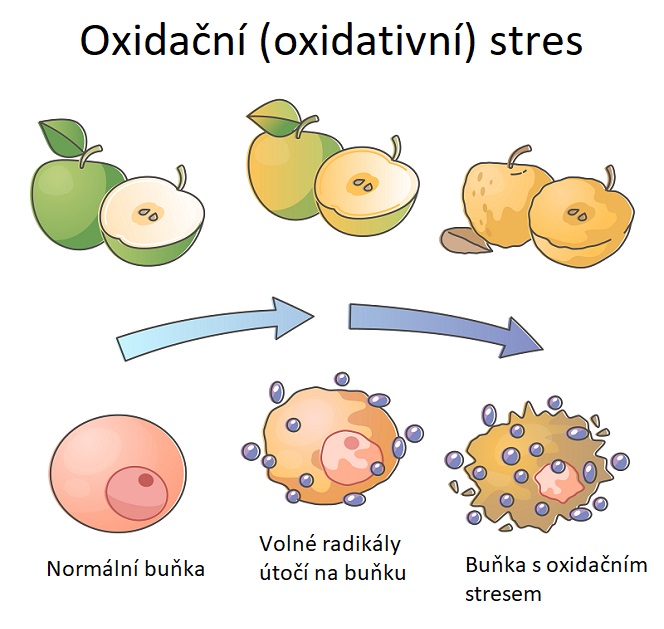 Oxidační stres - ilustrace