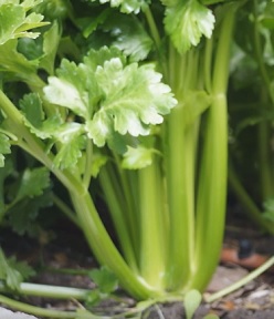 Celer je velmi dobrým zdrojem minerálů, jako je vápník, hořčík, fosfor, draslík a sodík.