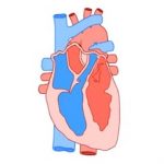 Srdeční palpitace (bušení srdce) – příznaky, příčiny a léčba