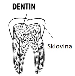 Zubní sklovina je nejtvrdší tkáň v těle obratlovců včetně člověka.