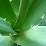 Aloe vera a její použití – na co všechno je dobrá? TOP 8 tipů.