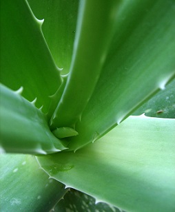 Rostlinka Aloe Vera