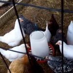Histoplazmóza – infekční onemocnění způsobené houbou – příznaky, příčiny a léčba