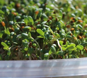 Alfalfa ukázala, že má impozantní množství vlákniny, což je velmi důležité v boji proti špatnému cholesterolu.