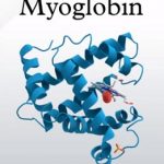 Myoglobin – co to je a k čemu je v těle dobrý?