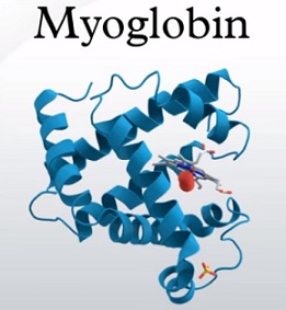 Myoglobin - co to je a k čemu je v těle dobrý?