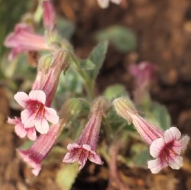 Rehmánie lepkavá (Rehmannia glutinosa) a její účinky na zdraví