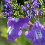 Šišák bajkalský (Scutellaria baicalensis) a jeho účinky na zdraví