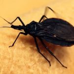 Chagasova choroba – příznaky, příčiny a léčba