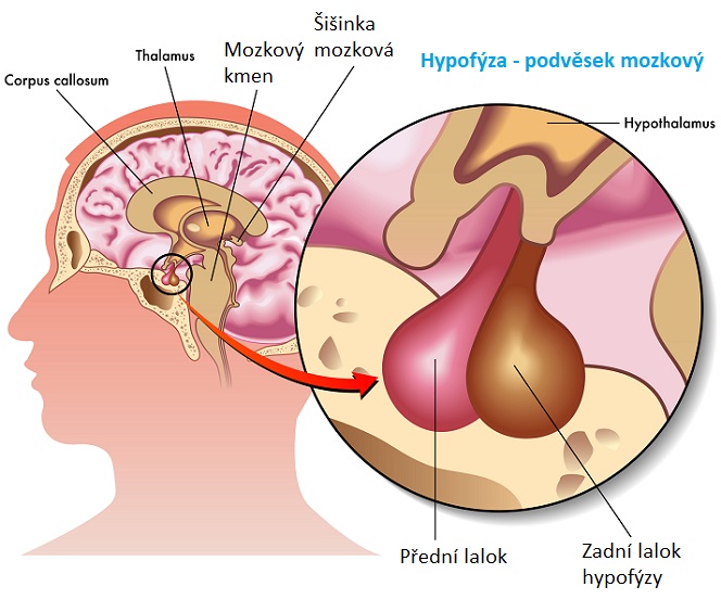 Hypofýza - podvěsek mozkový - ilustrace