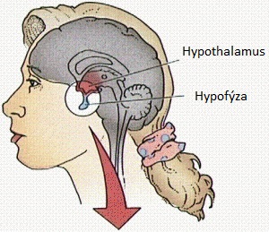 Hypofýza a hypothalamus jsou součástí mozku a hrají klíčovou roli v endokrinním systému