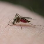 Horečka Dengue – příznaky, příčiny a léčba