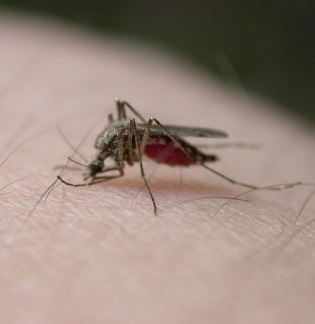 Dengue je způsobena jedním ze čtyř virů dengue (typy virů dengue 1 až 4 nebo DENV 1-4), které jsou přenášeny kousnutím od infikovaného komára Aedes aegypti, který se dříve nakazil již infikovanou osobou.